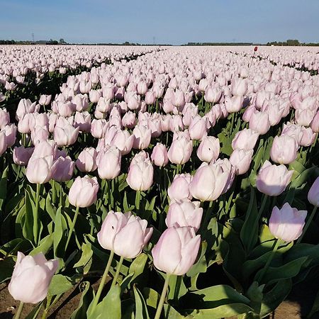 B&B Monumentaal Logeren Zierikzee Dış mekan fotoğraf